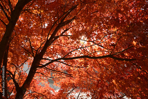 青空と真っ赤な紅葉