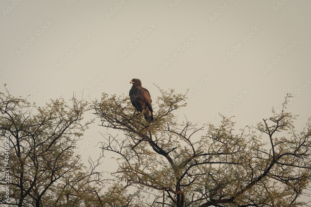 greater spotted eagle perched high on tree at keoladeo national park or bharatpur bird sanctuary rajasthan India - Clanga clanga greater spotted eagle perched high on tree at keoladeo national park or bharatpur bird sanctuary rajasthan India - Clanga clanga
