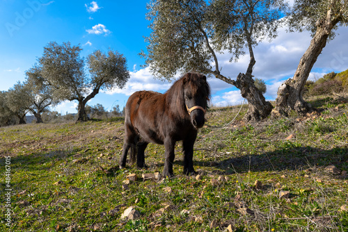 brown pony with long hair in an olive grove photo