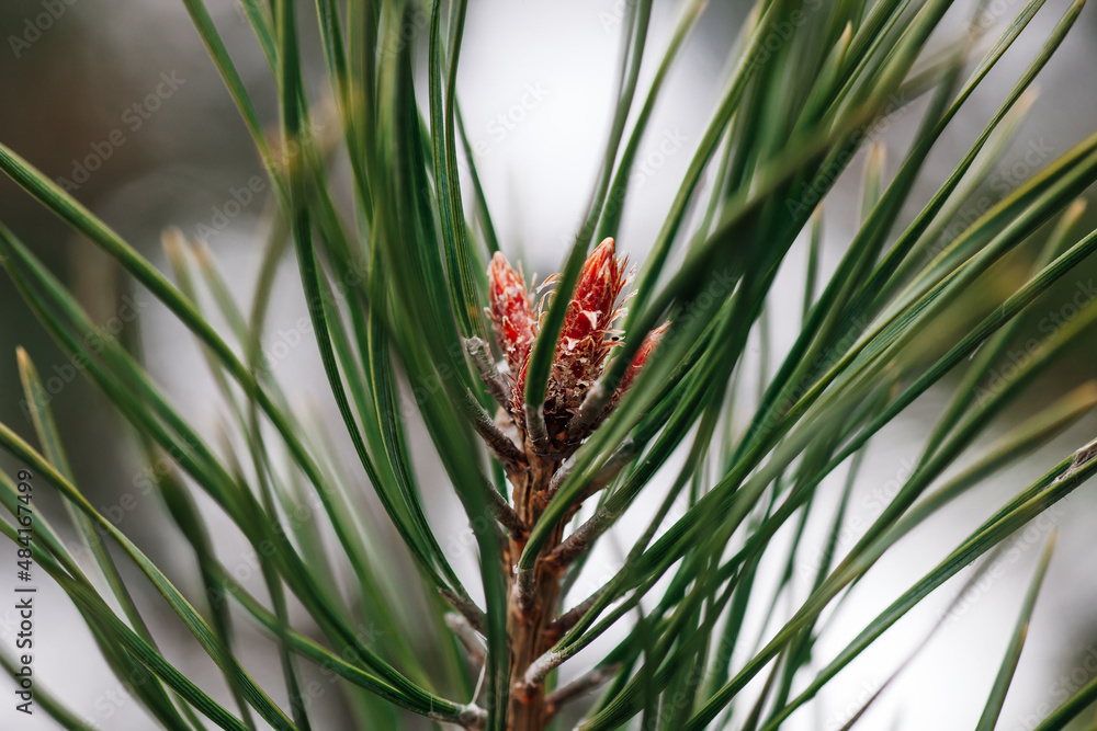 Obraz premium Closeup of young coin buds on pine tree in spring. Pine branches with long green needles. Season of nature waking up and showing its beauty. Observing nature.