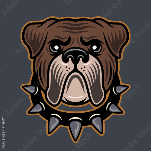Bulldog head in spiked collar vector illustration in colored style isolated on gray background
