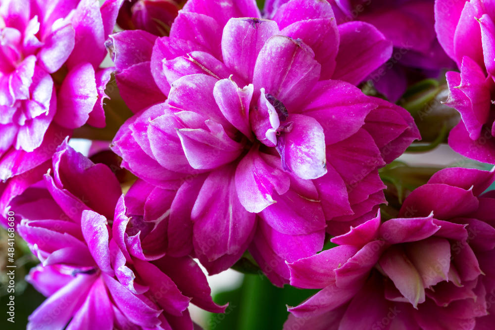 Closeup of beautiful red flowers on a sunny day. Closeup of beautiful red flowers on a sunny day.