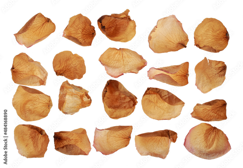 Dry rose petals on white background Dry rose petals on white background