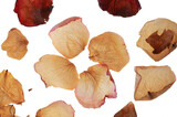 Dry rose petals on white background