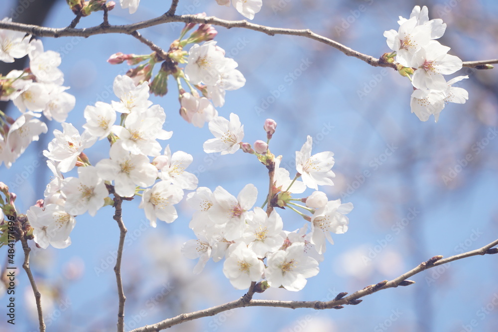 桜 桜