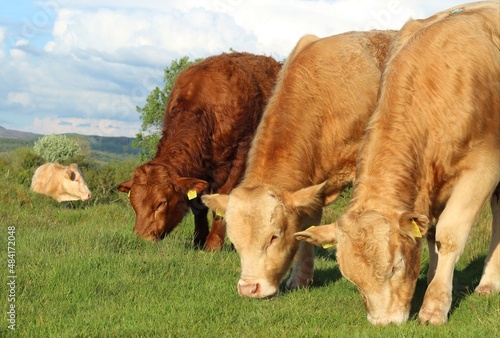 Charolais and Limousin breed cattle grazing in field on farmland in rural Ireland in summer