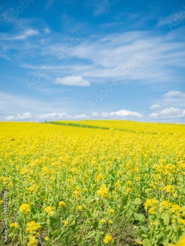 field of yellow flowers ©  yumiri