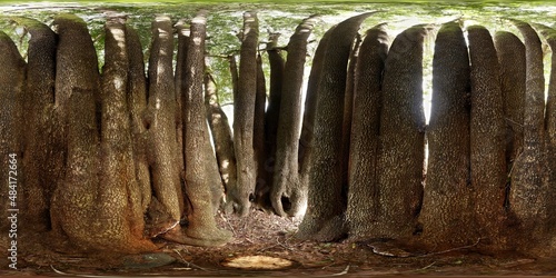 Massive myrtlewood tree, Agness, OR, USA photo