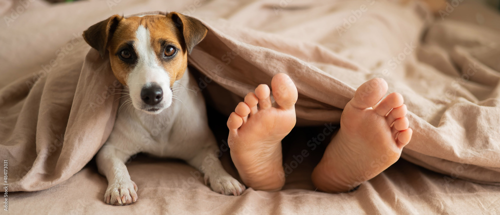 Obraz premium The dog lies with the owner on the bed and looks out from under the blanket. Barefoot woman and jack russell terrier in the bedroom.