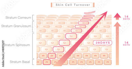 skin cell turnover illustration photo