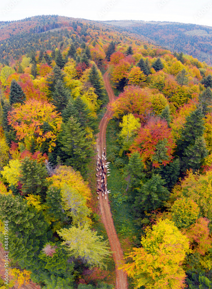 Sheep in the autumn forest