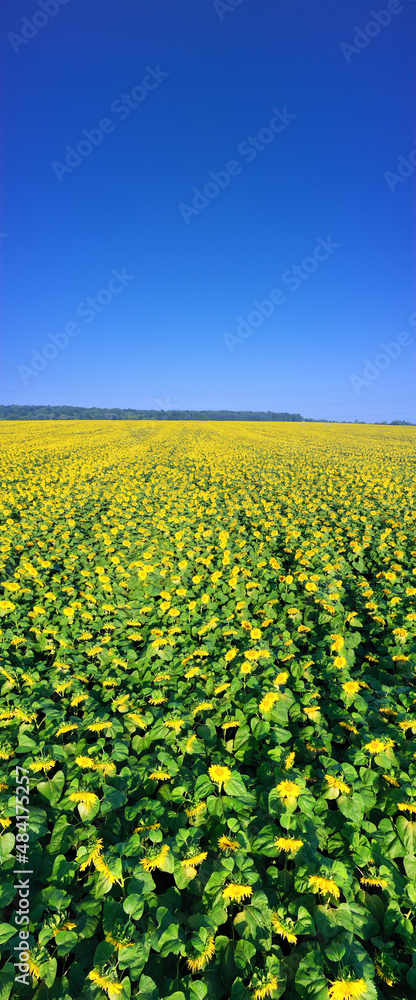 Summer sunflower. Field Summer sunflower. Field
