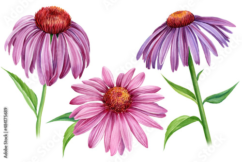 Purple Flowers echinacea on a white background. Watercolor botanical illustration, floral elements set, hand drawn photo
