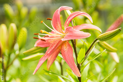 Pink lily on a sunny day
