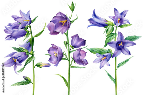 Set wildflowers, bluebells on a white background. Watercolor botanical illustration, floral elements, blue flowers