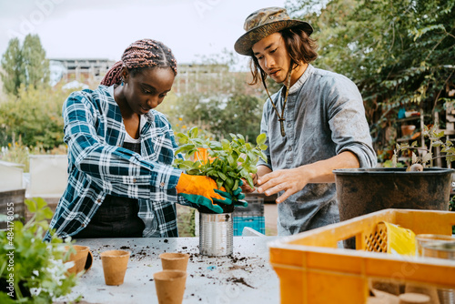 Male and female volunteers planting in community garden photo