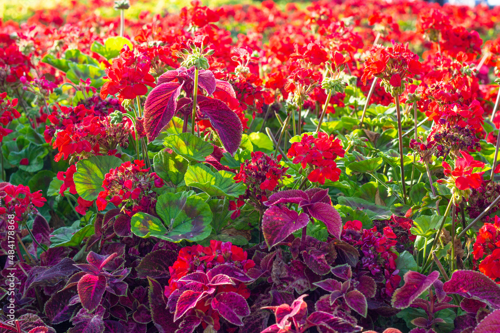 A flower bed of beautiful red flowers. Geranium, Iresine Herbst (Iresine herbstii) Close-up. High quality photo. copy space 
