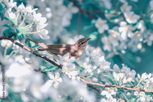 songbird warbler sits on a branch in spring sunny garden on flowering branches