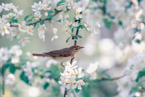 songbird warbler sits on a branch in a sunny spring garden on the blooming wh...