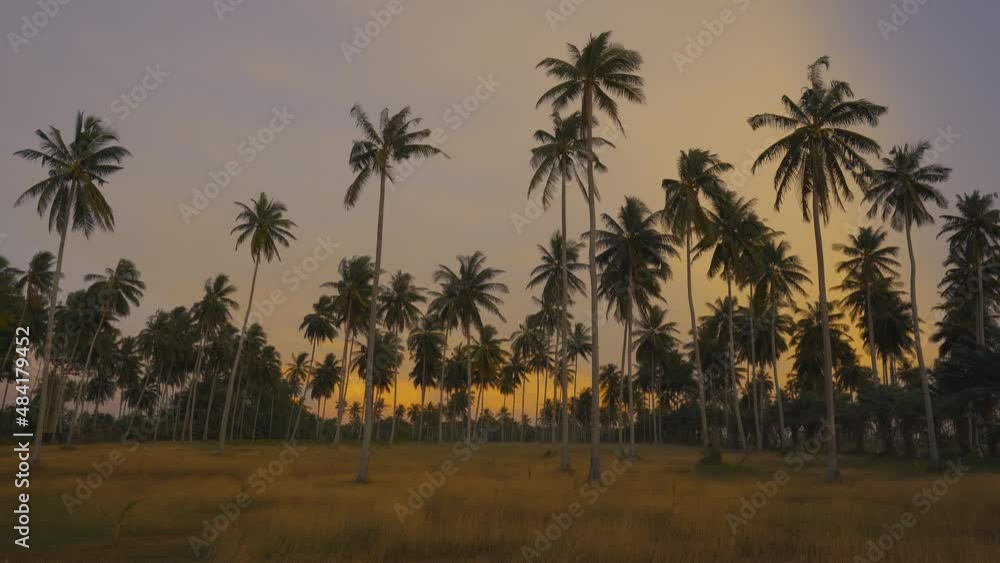 palm trees in sunset