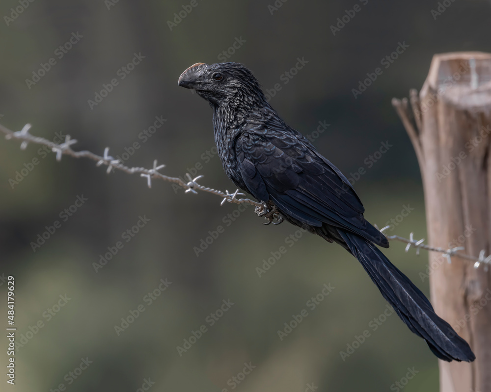 Fototapeta premium A bird with an awkward beak perched on a barbed wire fence