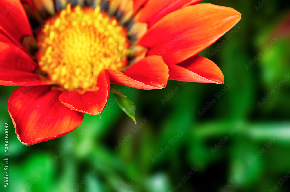 Closeup of orange flower in garden Closeup of orange flower in garden