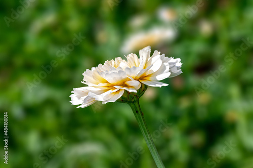 White flower in a garden