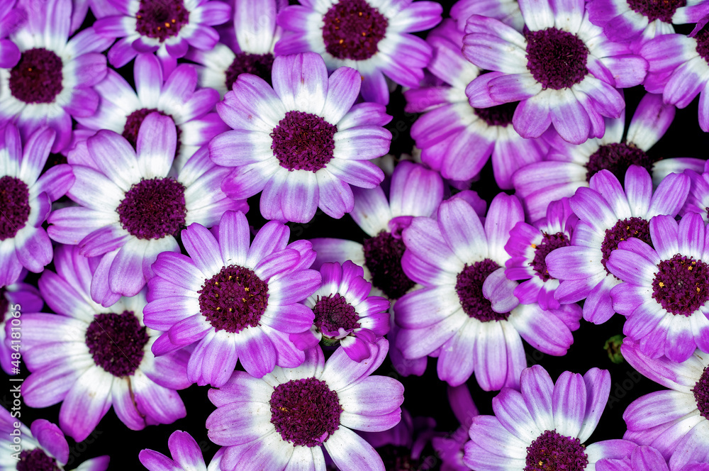 Obraz premium Bunch of magenta flowers on a plant