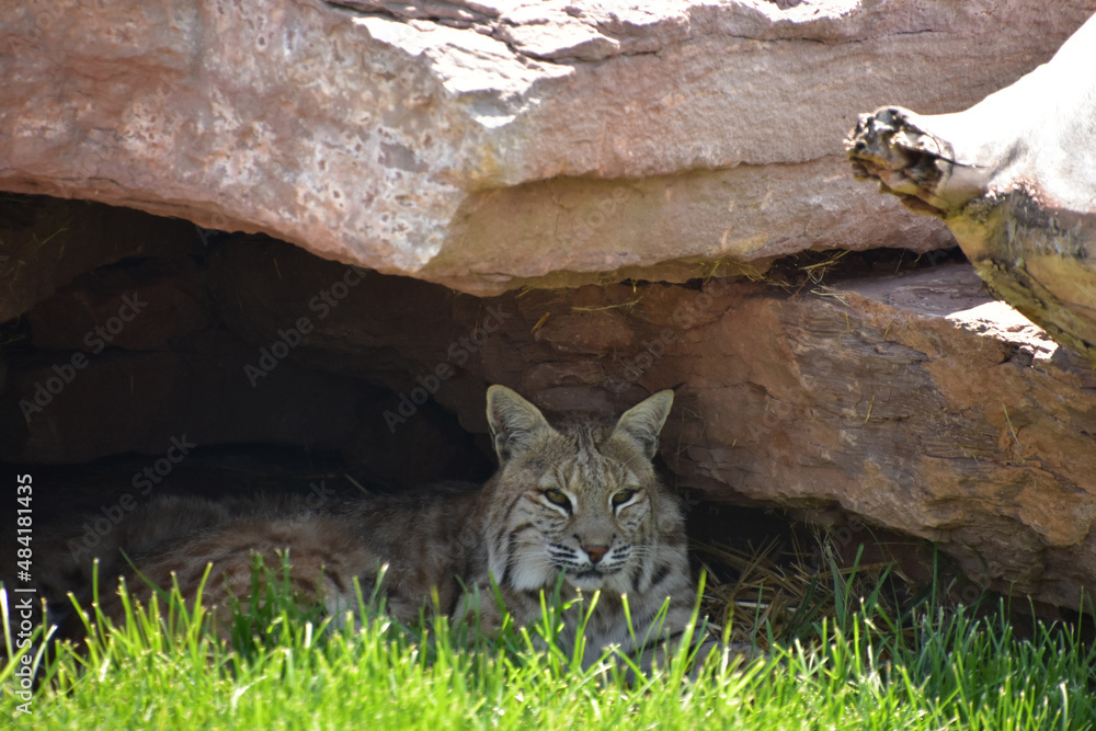 Lynx Hiding in a Shade Covered Cavern Lynx Hiding in a Shade Covered Cavern
