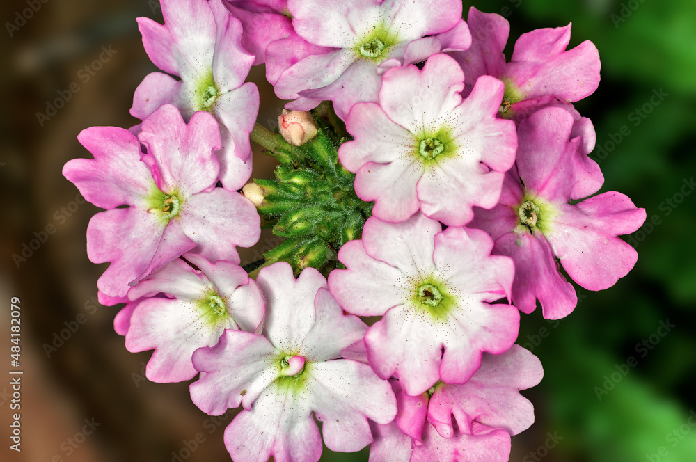 Bunch of flowers on a plant