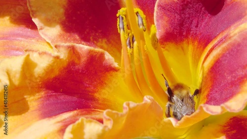 Bumblebee collects nectar on the Daylily  flower. Blooming Day Lily (Hemerocallis fulva) flower. Beautiful garden flower