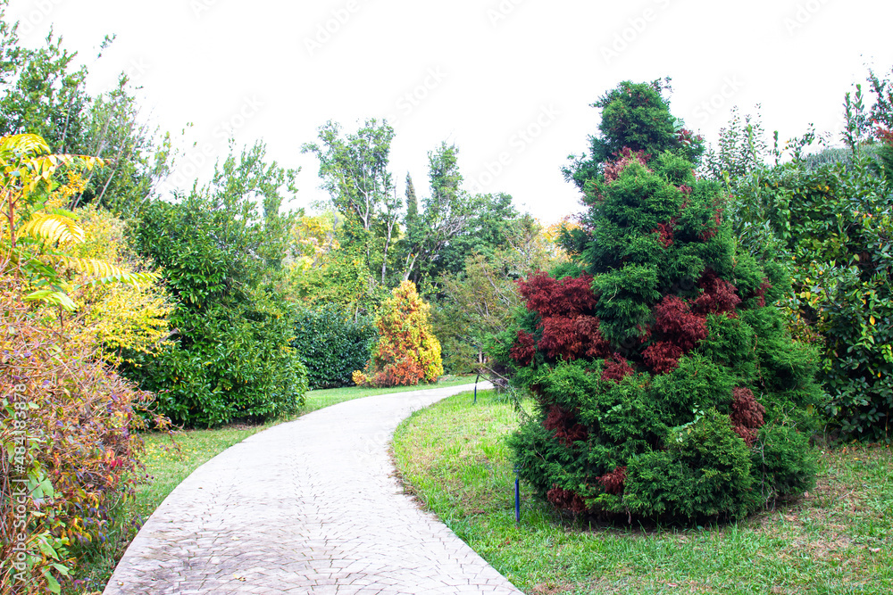 Beautiful plants in the botanical garden in the summer. Exotic species of trees and shrubs