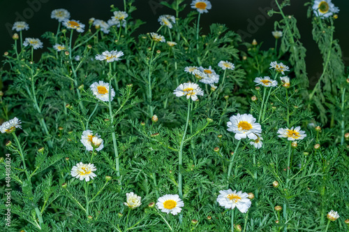 White flowers in a garden
