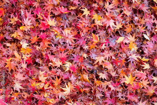 一面の紅葉の落ち葉の背景写真