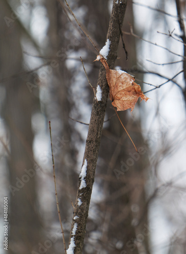 Autumn leaf in the winter garden.