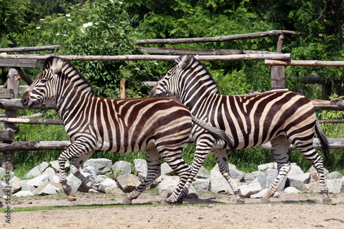 Fototapeta Naklejka Na Ścianę i Meble -  Zebras in the Zoo