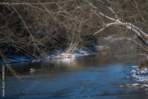 Trees hang over the river at the Loyalhanna Dam. Snow covered ground  flowing water  glistening water. 