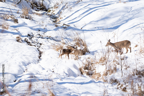 A young whitetail deer waits for its mother to cross the creek. Snow covered mountains in Western Pennsylvania.
