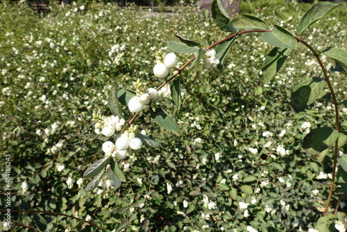 Arch like branch of Symphoricarpos albus with white berries in mid September photo