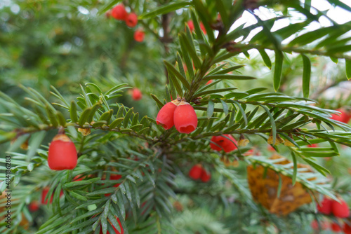 Close view of red berries of taxus baccata in November