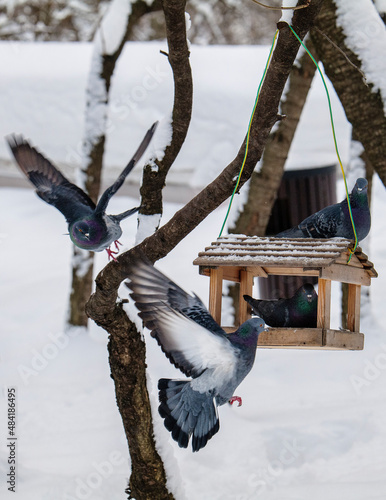Pigeons at the feeder.