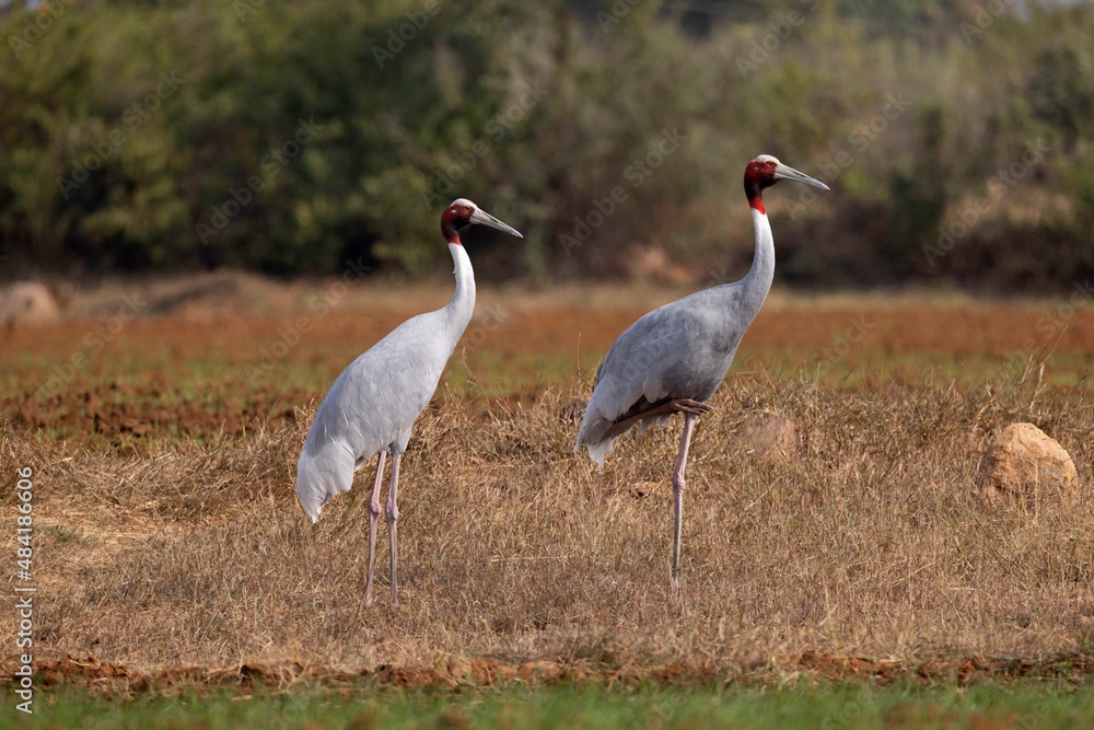 Two Sarus Cranes, Antigone antigone, Panna Tiger Reserve, Madhya Pradesh, India