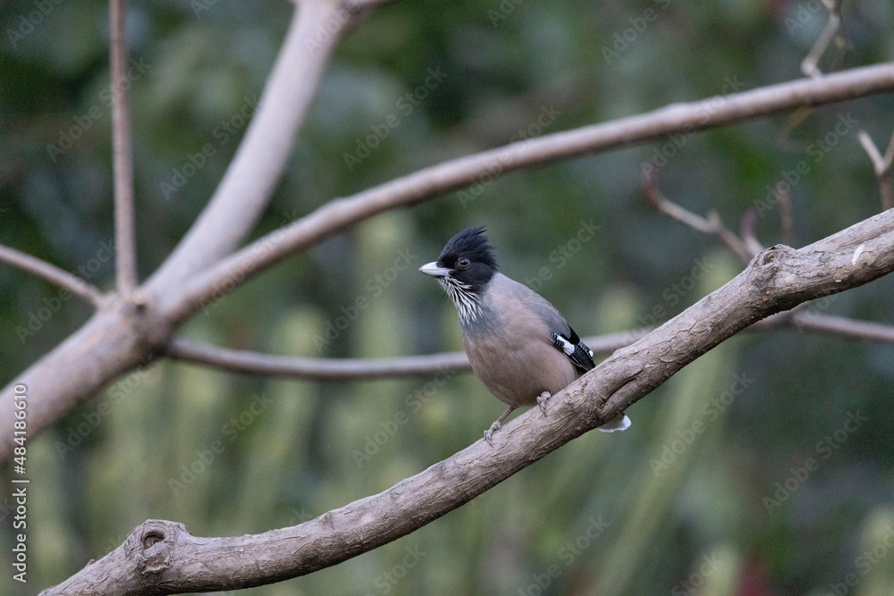 Fototapeta premium Black-headed Jay on tree, Garrulus lanceolatus, Uttarakhand, India