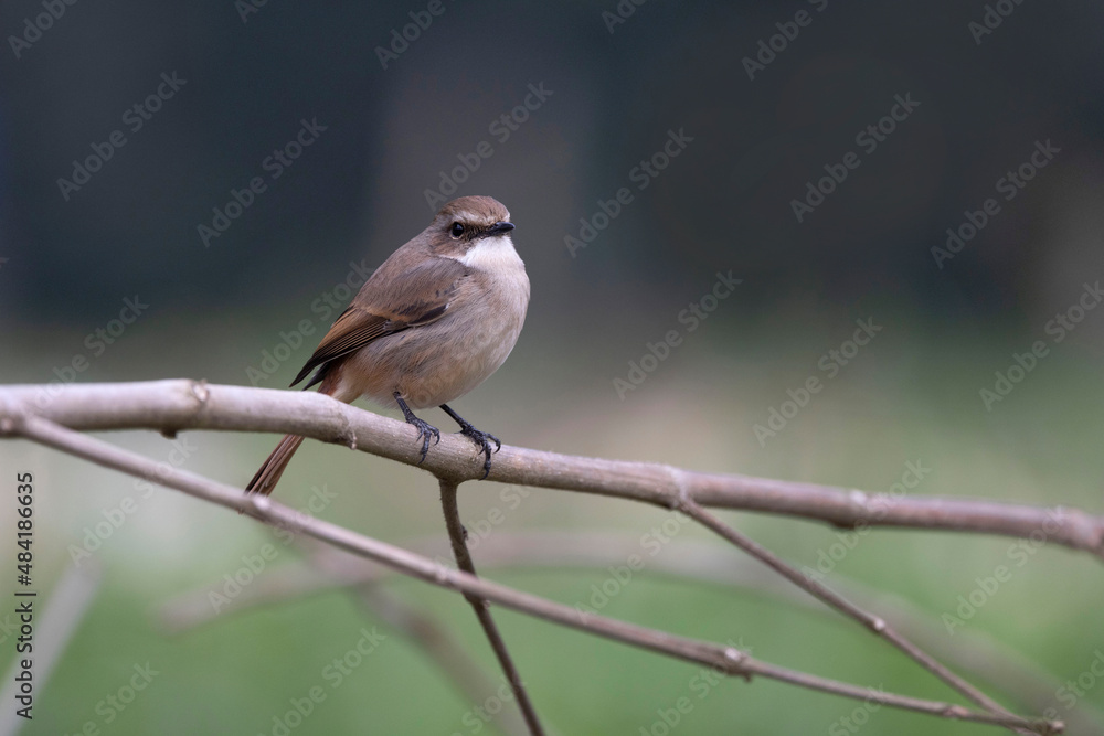 Grey Bush Chat, Saxicola ferreus, female, Uttarakhand, India Grey Bush Chat, Saxicola ferreus, female, Uttarakhand, India