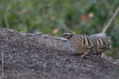 Hill Partridge closeup, Arborophila torqueola, Uttarakhand, India photo