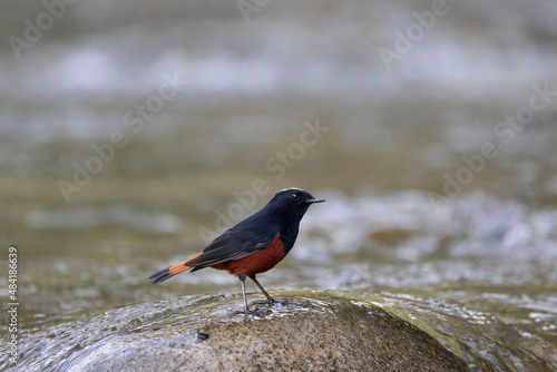 White-capped Redstart, Phoenicurus leucocephalus, male, Uttarakhand, India photo