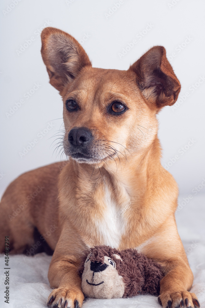 A female mixed-breed dog with big funny ears and an expressive face holding her favourite toy, a stuffed squirrel, between her paws. Vertical portrait of a dog isolated on a clean white background A female mixed-breed dog with big funny ears and an expressive face holding her favourite toy, a stuffed squirrel, between her paws. Vertical portrait of a dog isolated on a clean white background