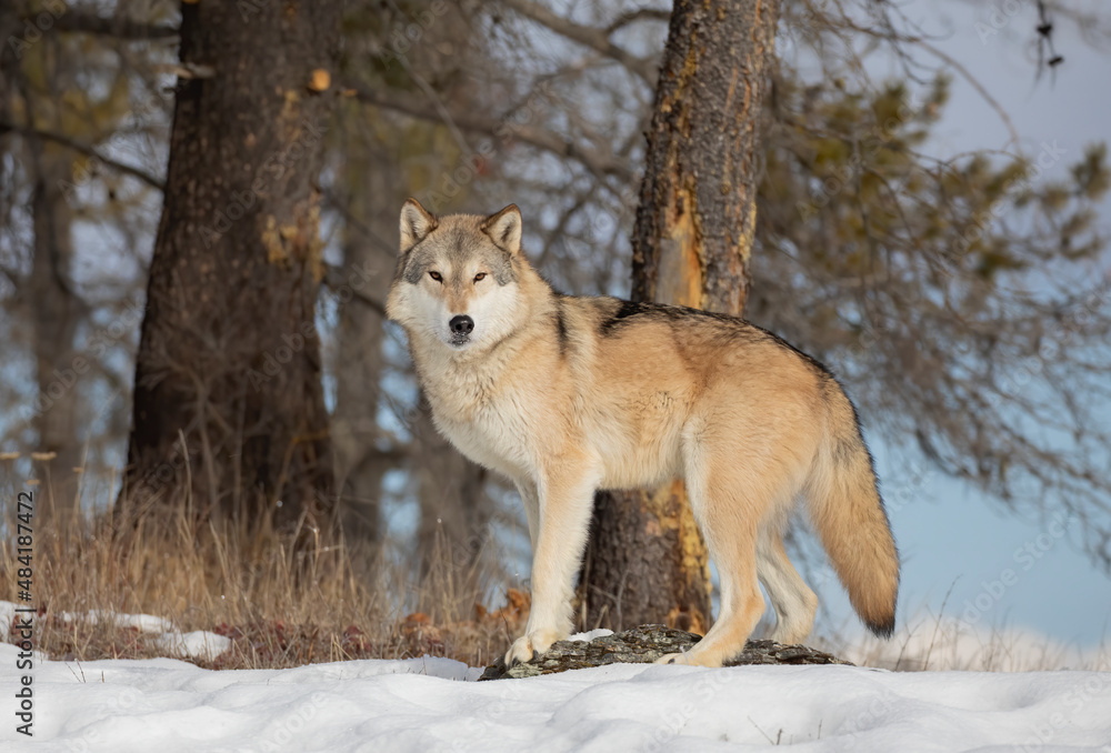 Tundra Wolf (Canis lupus albus) walking in the winter snow with the mountains in the background