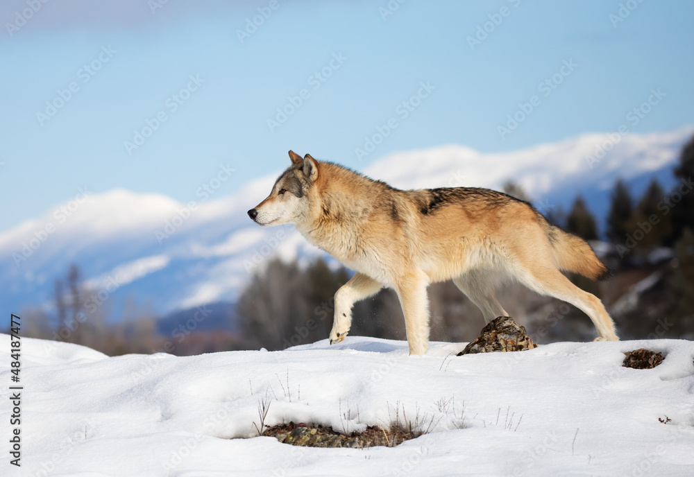 Tundra Wolf (Canis lupus albus) walking in the winter snow with the mountains in the background - obrazy, fototapety, plakaty 