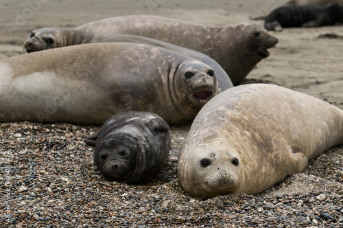 Family of elephant seals on the beach, Peninsula Valdes, Patagonia, Argentina.